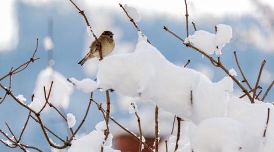 Mjesečni program – veljača 2026.