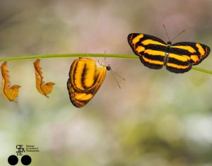 Priče koje liječe 5 / biblioterapijska radionica – voditeljica: Emica Calogjera Rogić