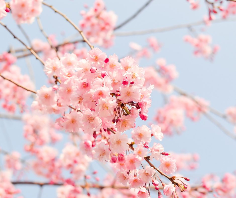 Travanj 2026. – mjesečni program Centra za kulturu Trešnjevka