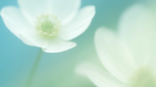 SVIBANJ 2026. – PROGRAM